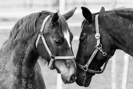 A grayscale of a couple of horses with bridles against a blurred backgroundの写真素材