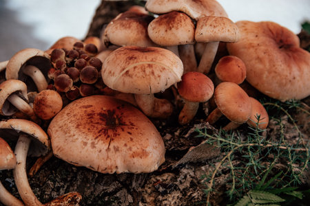 cluster of mushrooms growing on tree stumpの写真素材