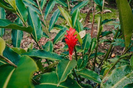 A beautiful flower in Costa Rica, Central Americaの写真素材