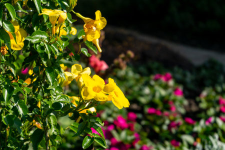 A closeup shot of yellow allamanda flowers growing in the gardenの写真素材