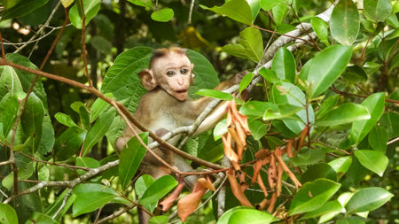 A lovely cute funny baby macaque monkey on a tree branch in the forest on a sunny day