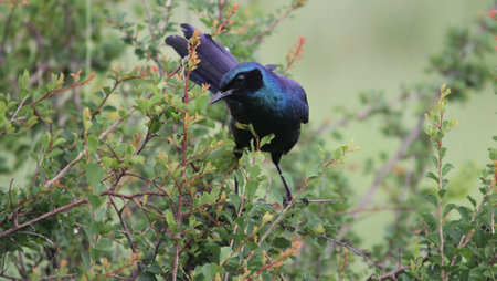 A Common grackle bird perched on a bushの写真素材