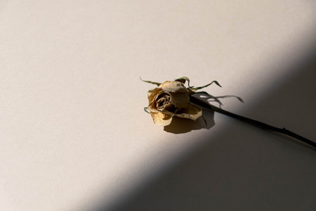 A closeup shot of a dried rose on a white surface with shadowsの写真素材