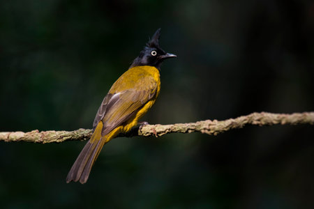 Perched on a vine during the afternoon, Black-crested Bulbul, Rubigula flaviventris, Thailand.の写真素材
