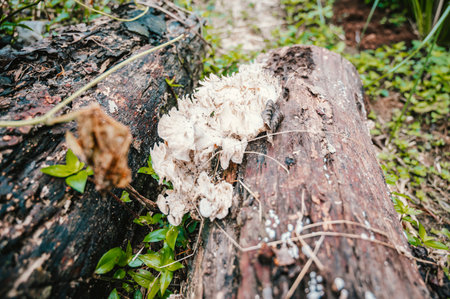 A vertical shot of small mushrooms on a tree in a forest in Costa Rica, Central Americaの写真素材