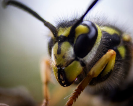 macro  photograph  of a wasp (vespula vulgaris) in a nest