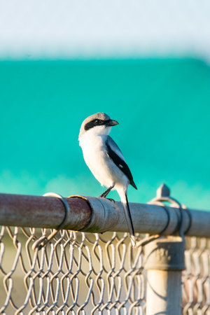 A vertical shot of a loggerhead shrike bird perched on a fence outdoorsの写真素材