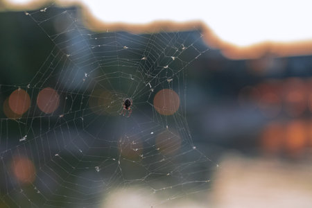 A shallow focus shot of a small spider in a web - wildlifeの写真素材