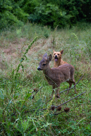 A baby roe deer and a dog in the forest