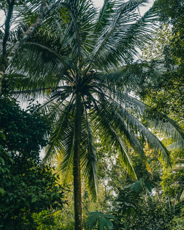 A vertical shot of a palm tree in Green Costa Rica, Central Americaの写真素材