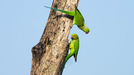 Two beautiful lovely green rose-ringed parakeet parrots perched on a twig against a blue skyの写真素材