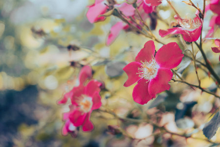 A closeup of pink rosehip flowers growing in the gardenの写真素材