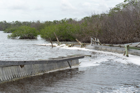 A beautiful shot in the Everglades National Park in Florida, USAの写真素材