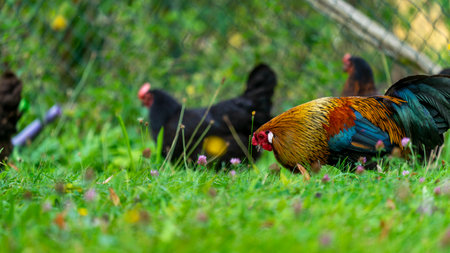 A colorful rooster and hens in the field with fresh green grass