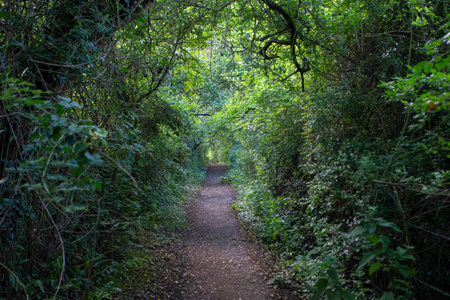 A narrow pathway in a forest covered in greenery in the daylig