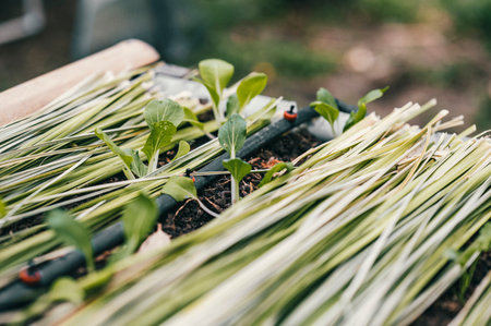 Small seedlings in Costa Rica, Central Americaの写真素材