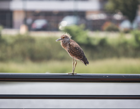 A shallow focus of a small thin bird with long legs standing next to a glass of the window