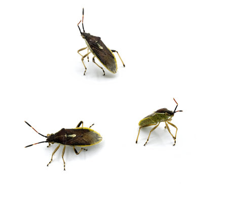 Three views of Maccevethus corsicus corsicus, Closeup  Maccevethus errans isolated on white backgroundの写真素材