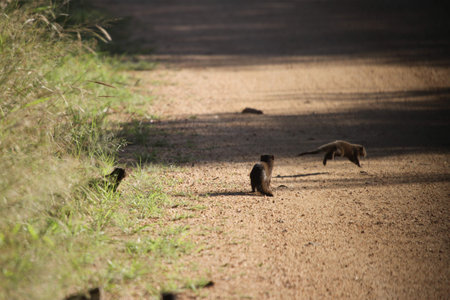 A pack of mongoose in the wildの写真素材