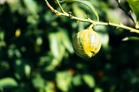 A closeup shot of a lemon growing on the tree in the gardenの写真素材
