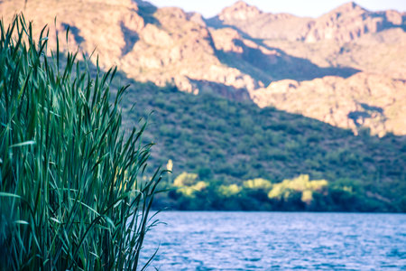 A closeup of the grass on the shore of Saguaro Lake under the sunlight in Arizonaの写真素材
