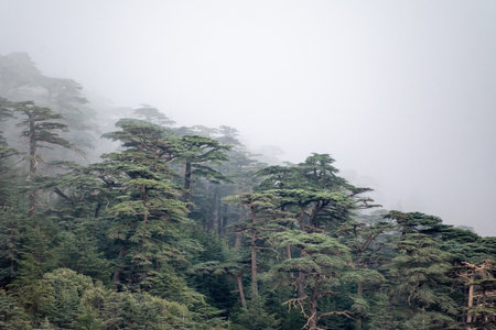 Scenic view of Blue Atlas cedar forest in foggy weather from Chelia national park, Aures mountains, Algeriaの写真素材