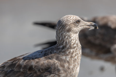 A seagull on a seaside in Beach 67 Rockaway in New York, USAの写真素材