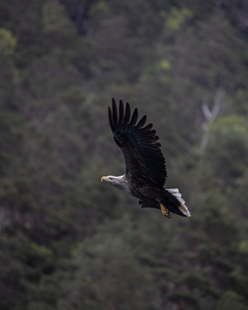A vertical shot of a hawk in a forestの写真素材