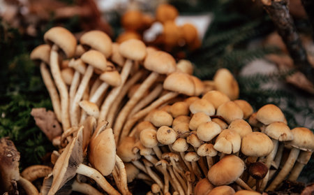 A closeup shot of small wild mushrooms