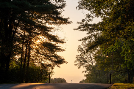 A beautiful nature view with large trees in Forest Park Springfield, Massachusettsの写真素材
