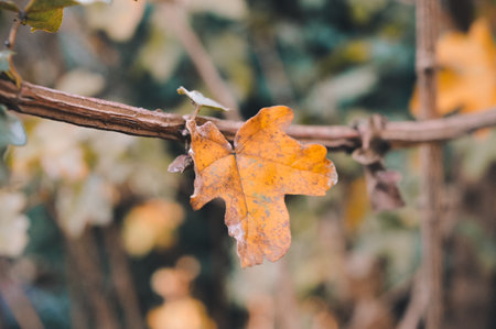 A closeup of a dry orange leaf on a tree branch with trees in the background during daytimeの写真素材