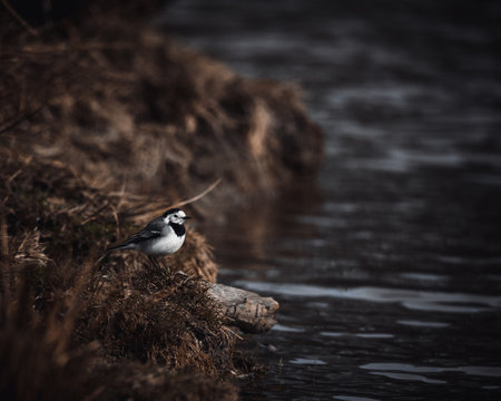 A beautiful shot of a cute little bird posing on a stone by the lake with blurry background in Swedenの写真素材