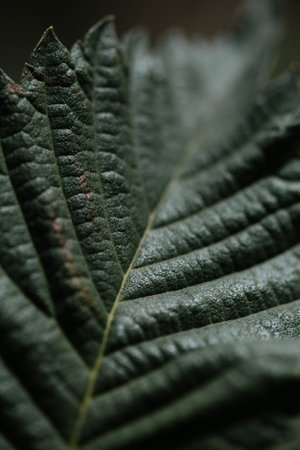 A vertical closeup of a fresh green leaf - for textures and backgrounds