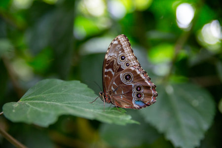 A closeup of a beautiful butterfly on a leaf