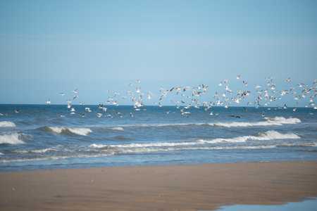 A beautiful shot of a flock of birds flying over a sandy beach under a blue sky on a sunny dayの写真素材