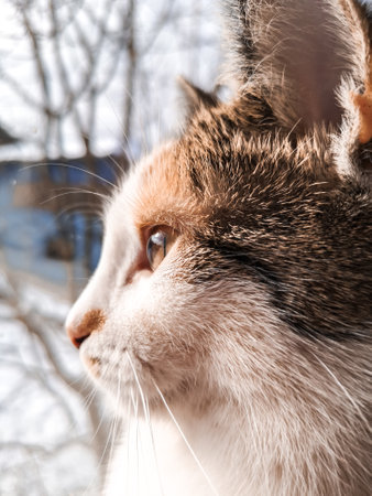 A selective closeup of a cute cat looking from a windowの写真素材