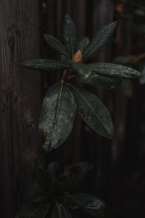 A close up shot on a green floral leaves with rain drops and growing next to woodの写真素材