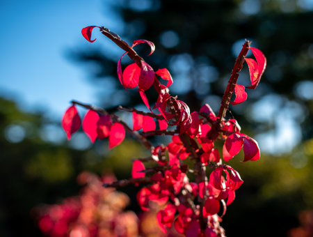 A closeup shot of red leaves on a shrubの写真素材