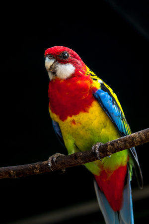 A vertical shot of an eastern rosella parrot perched on a branchの写真素材