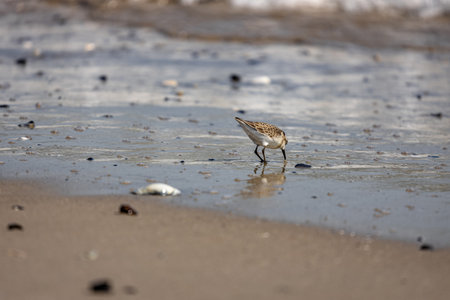 A seagull on a seaside in Beach 67 Rockaway in New York, USAの写真素材