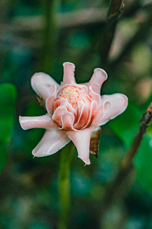 A vertical shot of a flower in Costa Rica, Central Americaの写真素材