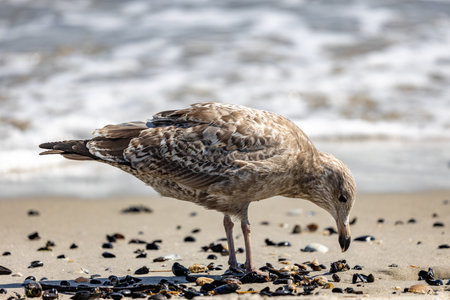 A seagull on a seaside in Beach 67 Rockaway in New York, USAの写真素材
