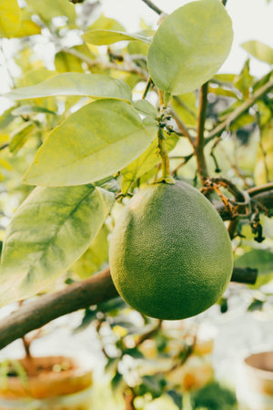 A vertical closeup shot of a green pomelo growing on the treeの写真素材