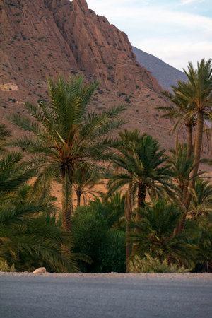 Scenic views of palm tree oasis, old building, mountains and sunsets, from El Gantera, Biskraの写真素材