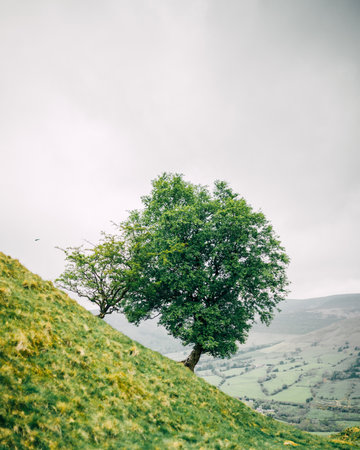 A vertical shot of a tree on a green hill during daylight