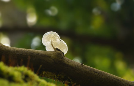 A closeup shot of a porcelain fungus mushroom and mossの写真素材