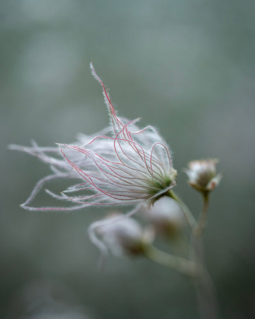 A closeup shot of Prairie smoke wildflowers growing in the field against a gray background