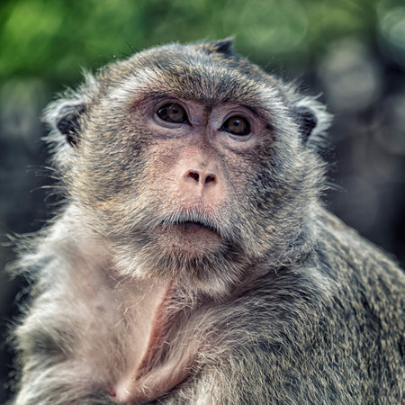 A closeup shot of a macaque monkey faceの写真素材