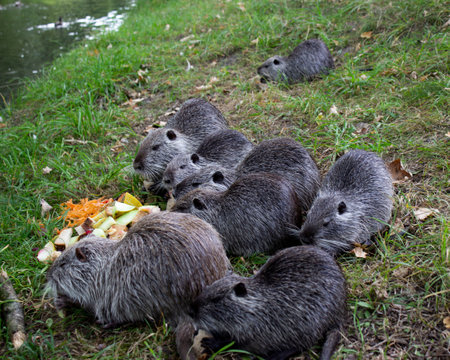 Horizontal photo of Amerrican nutria (myocastor coypus)の写真素材