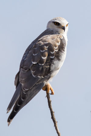 A vertical selective focus of a Black-winged smoky kite bird perched on a tree branchの写真素材